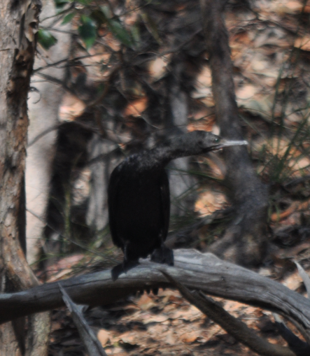 Little Black Cormorant