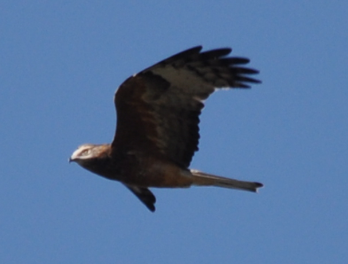 Square-tailed Kite