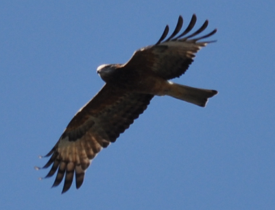 Square-tailed Kite