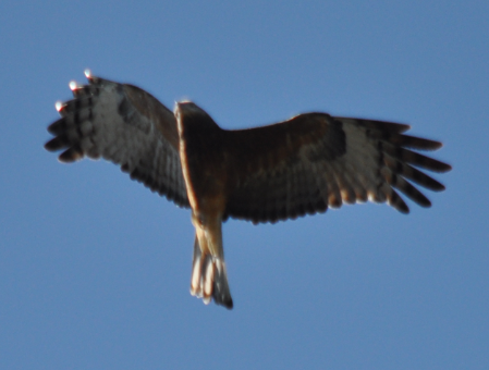 Square-tailed Kite