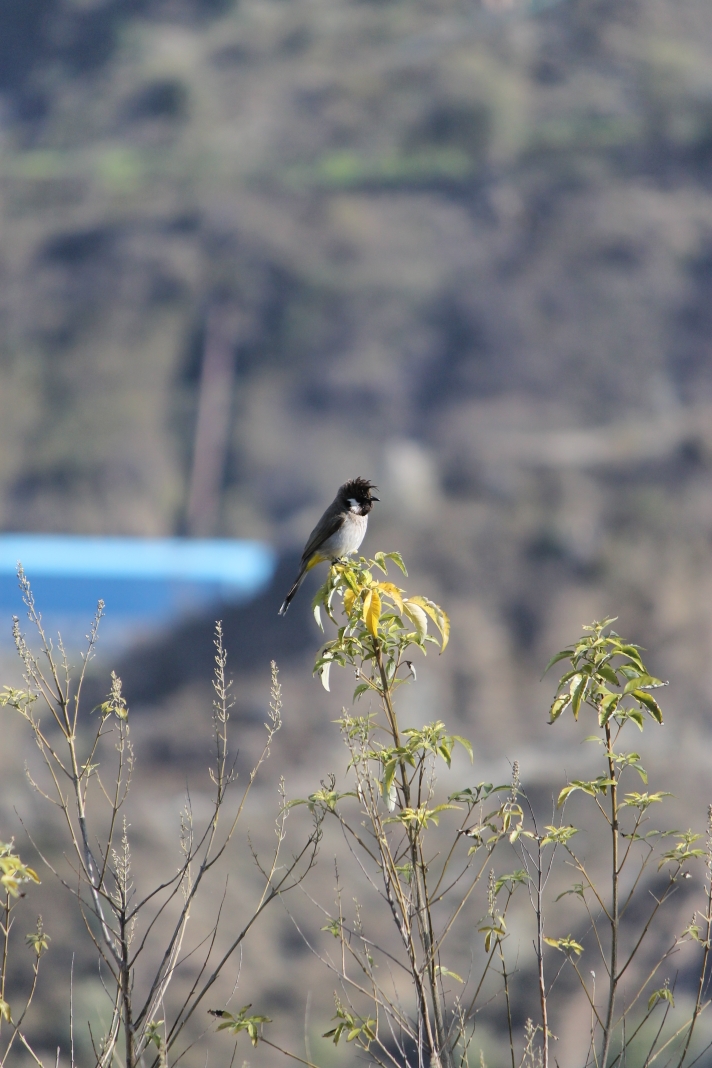 Bulbul Culiamarillo
