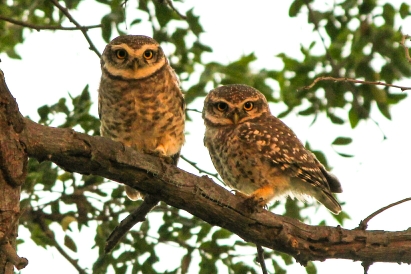Vadhavana Bird Sanctuary Trail, Akotadar, Gujarat 391110 (India)