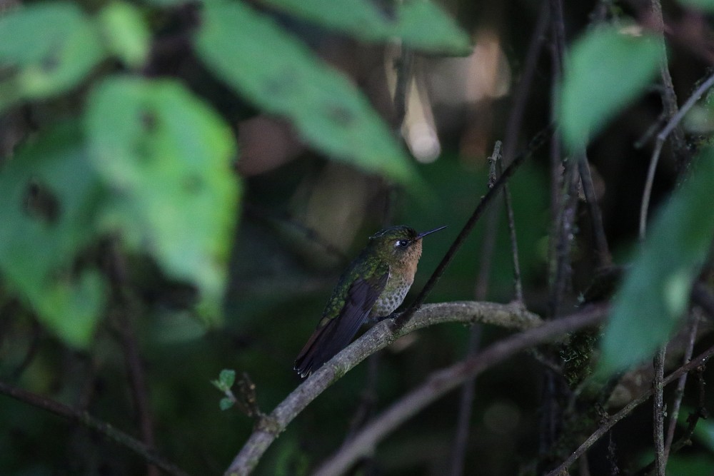 Pululahua (Ecuador)