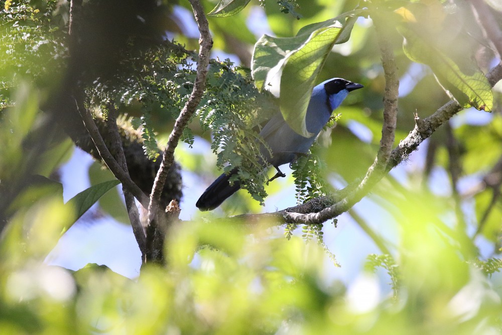 Turquoise Jay