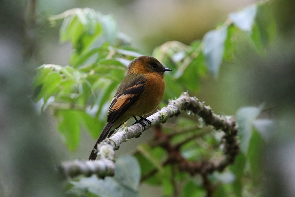 Cinnamon Flycatcher