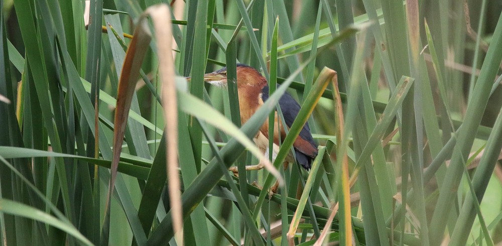 Striated Heron