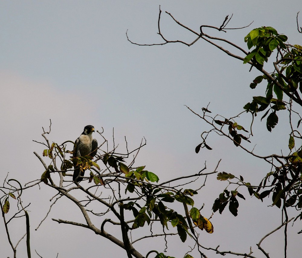 Halcón peregrino