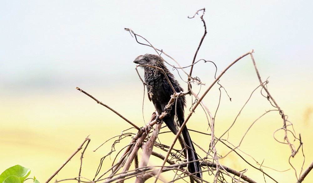 Puerto Inca (Ecuador)