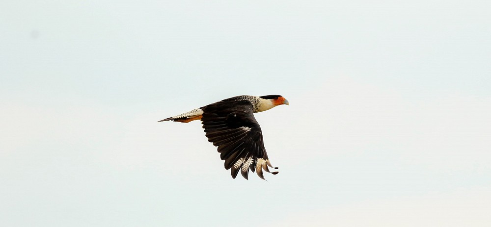 Crested Caracara