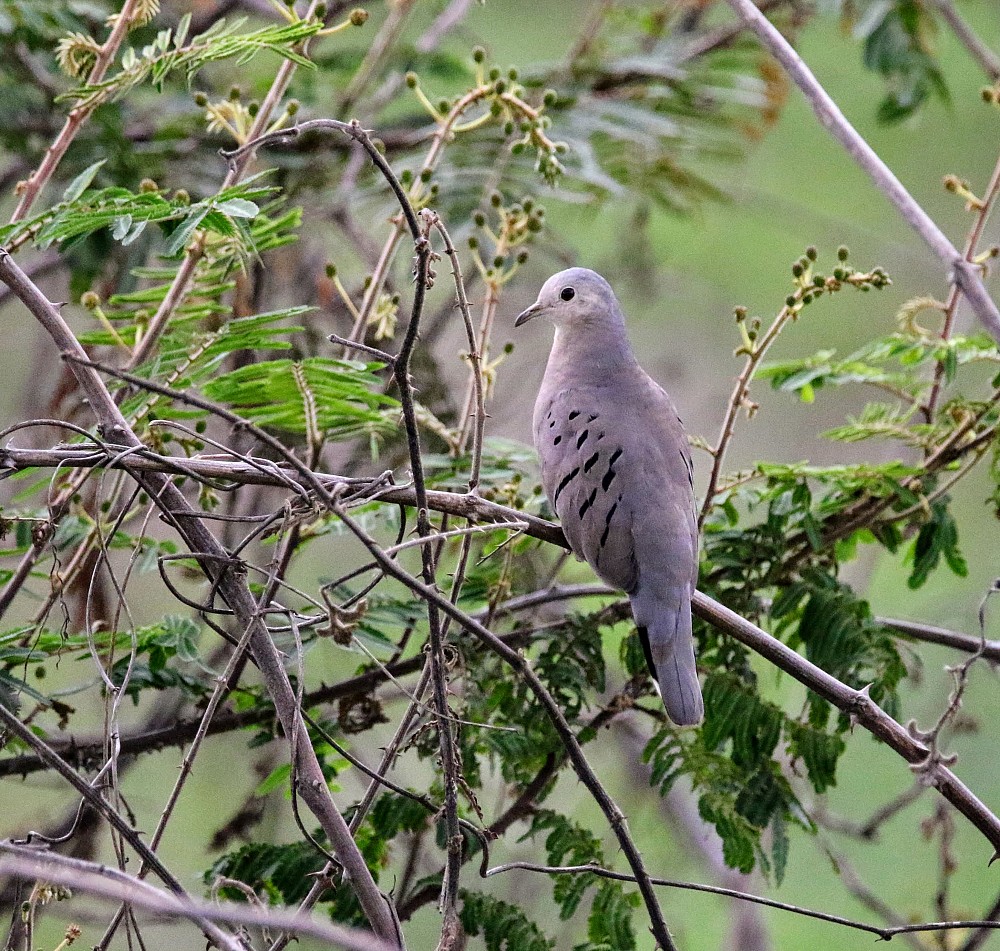 Puerto Inca (Ecuador)