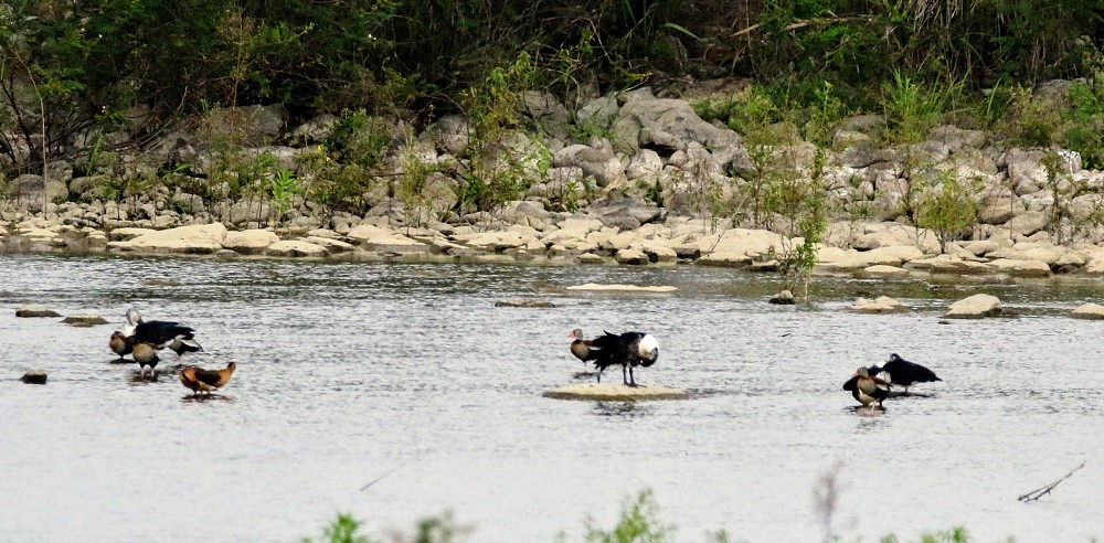 Comb Duck