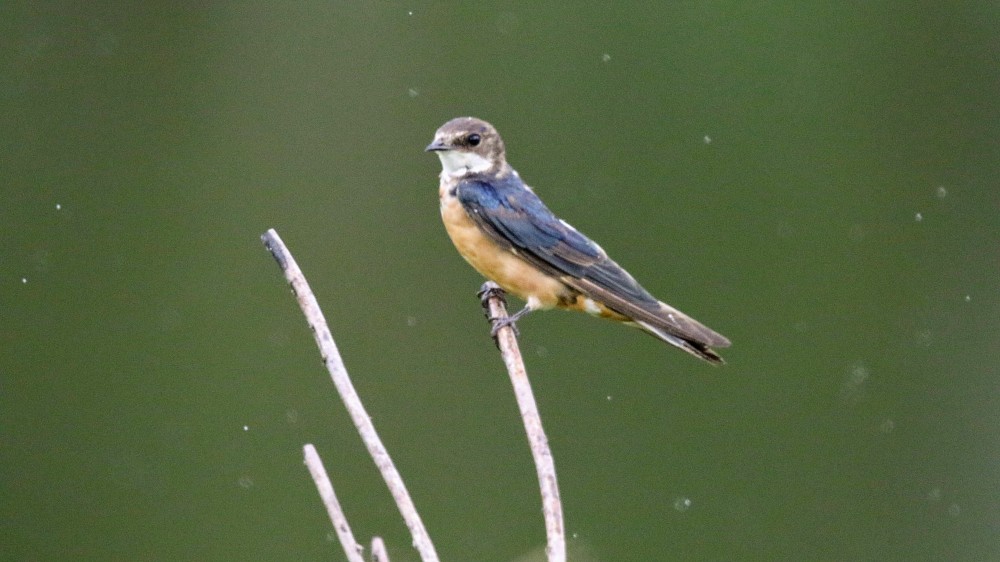 Puerto Inca (Ecuador)