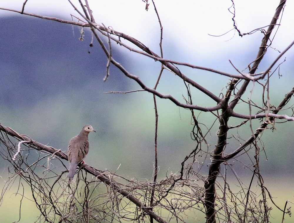 Puerto Inca (Ecuador)