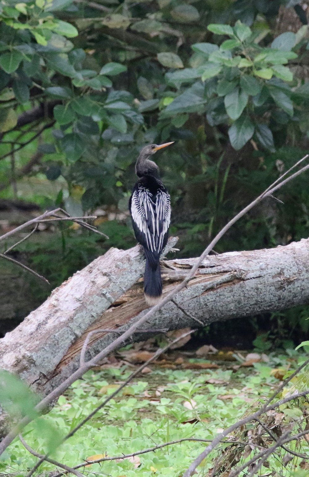 Anhinga d