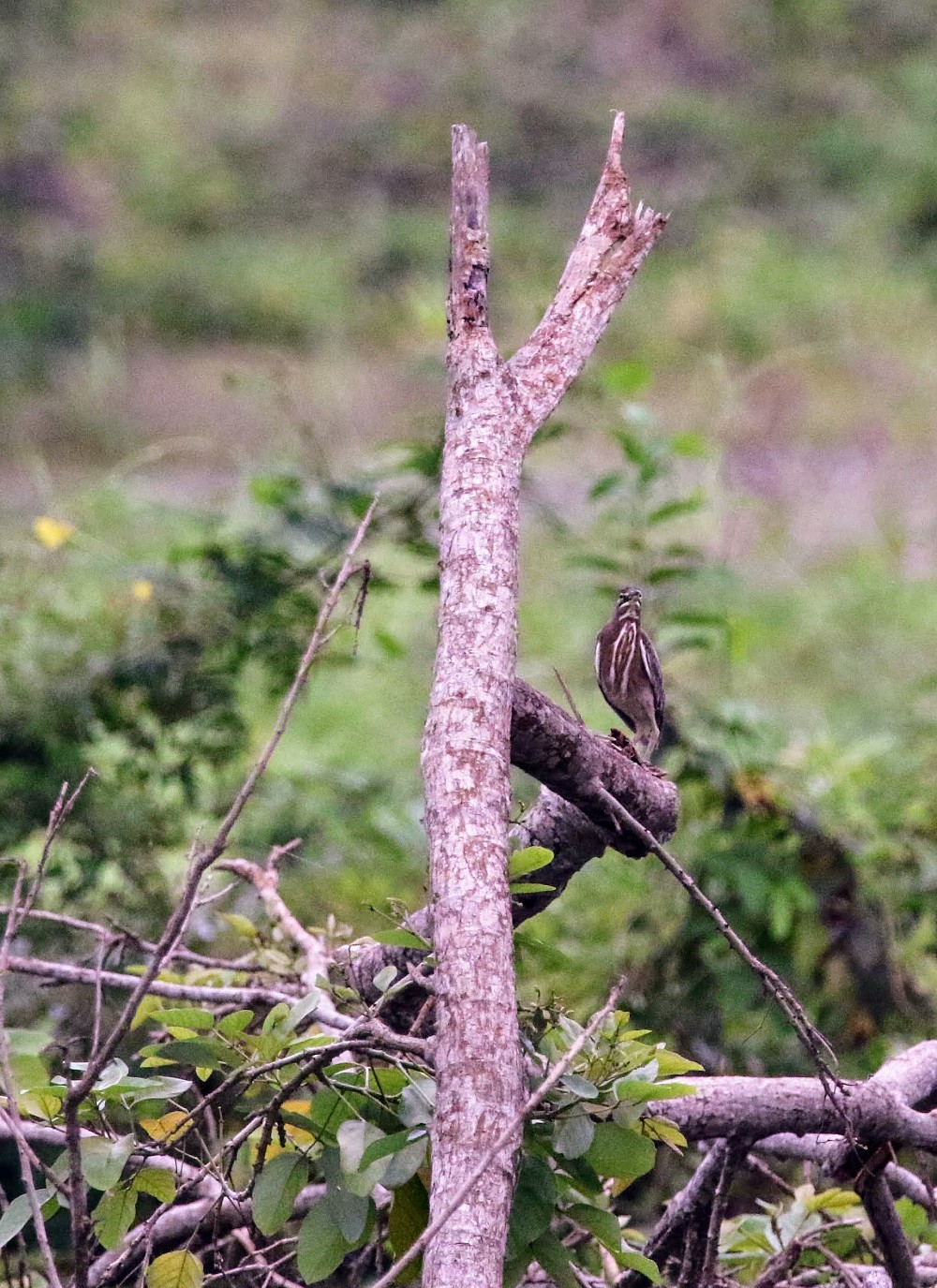 Puerto Inca (Ecuador)