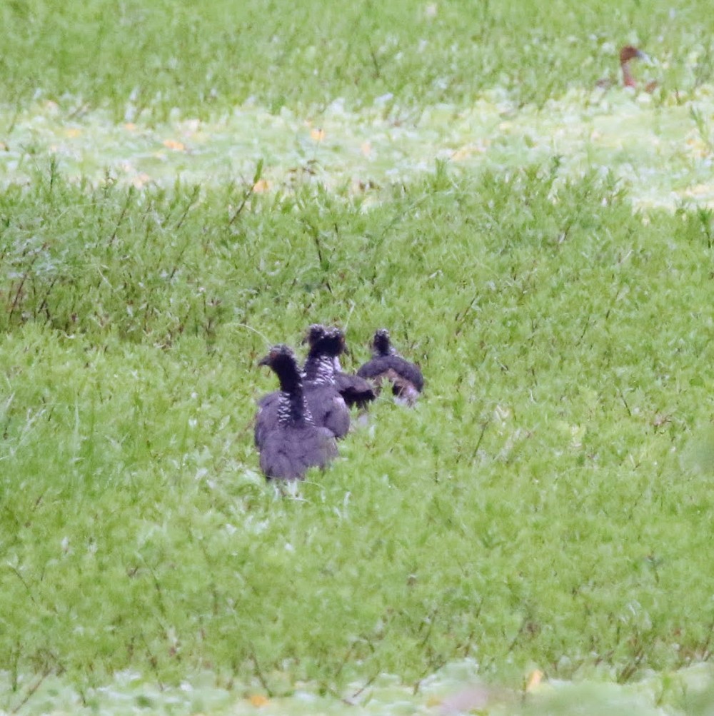 ツノサケビドリ