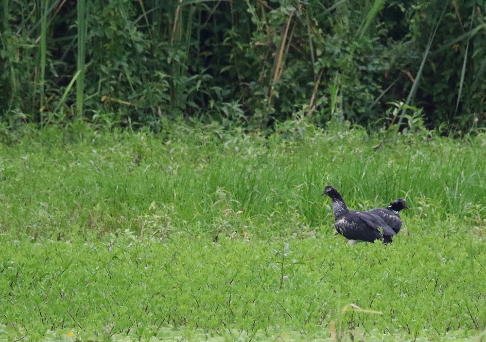 Hornwehrvogel