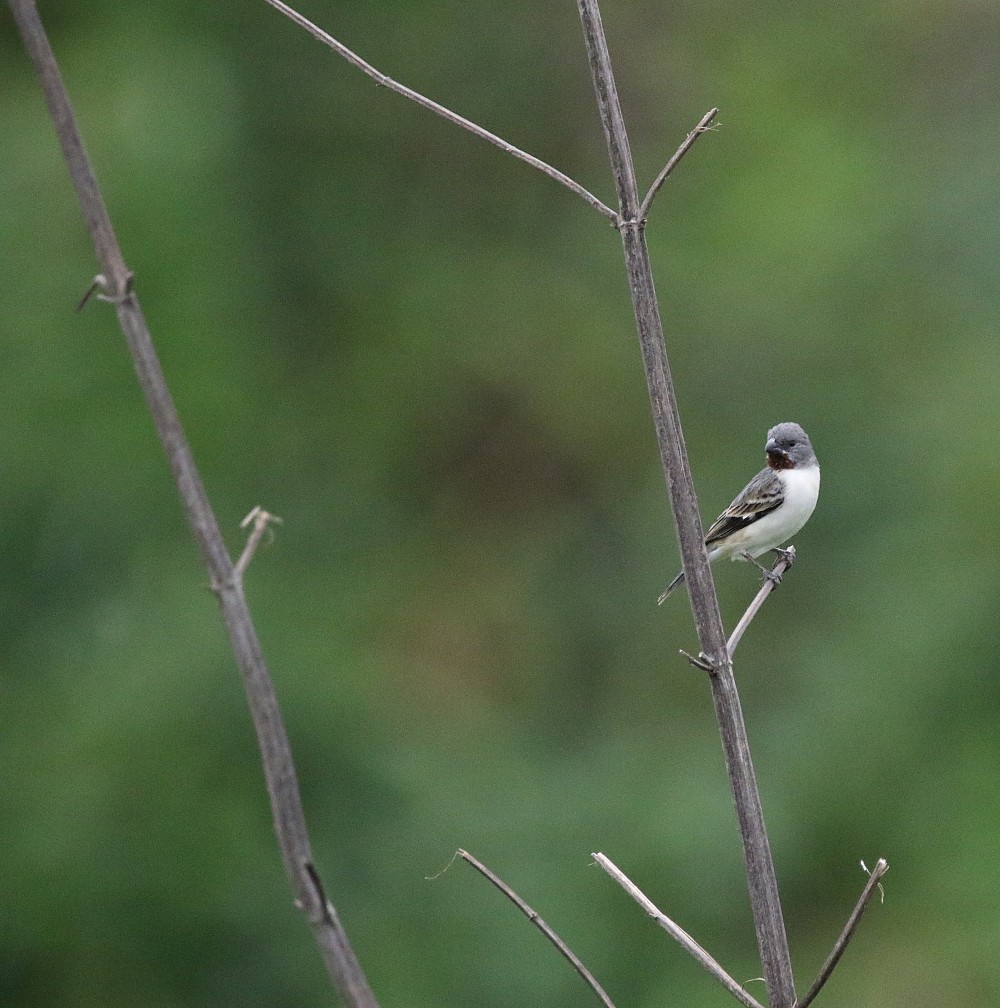 Chestnut-throated Seedeater