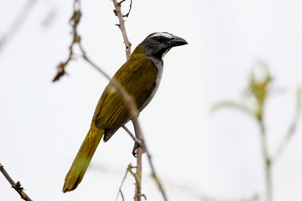 Buff-throated Saltator