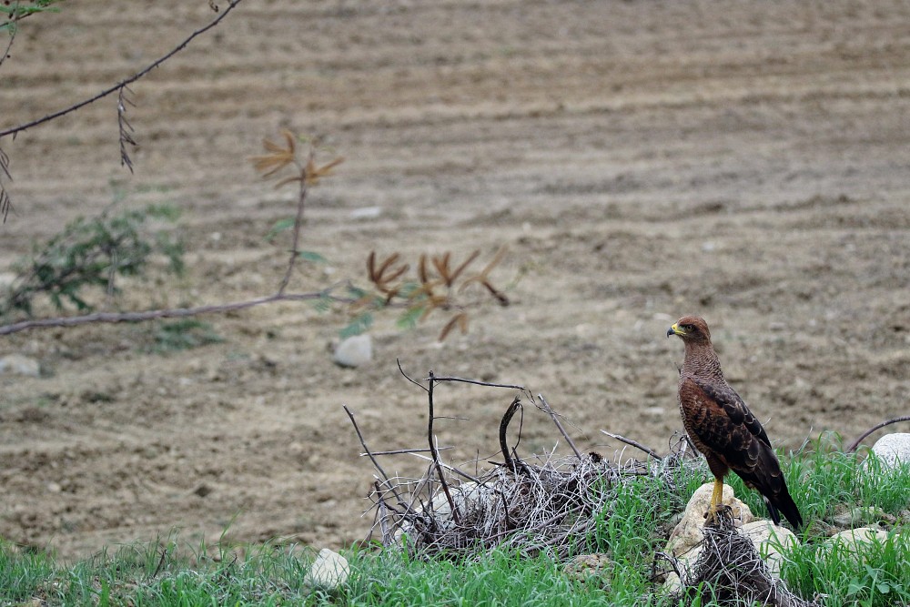 Savanna Hawk