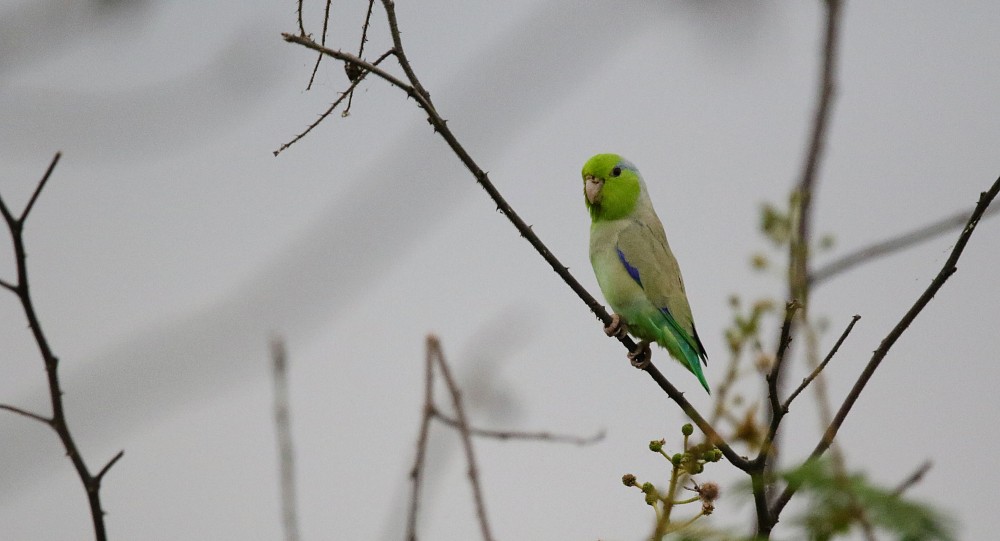 Cotorrita de Piura