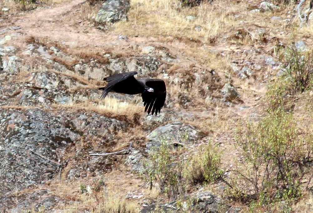 Cinereous Vulture