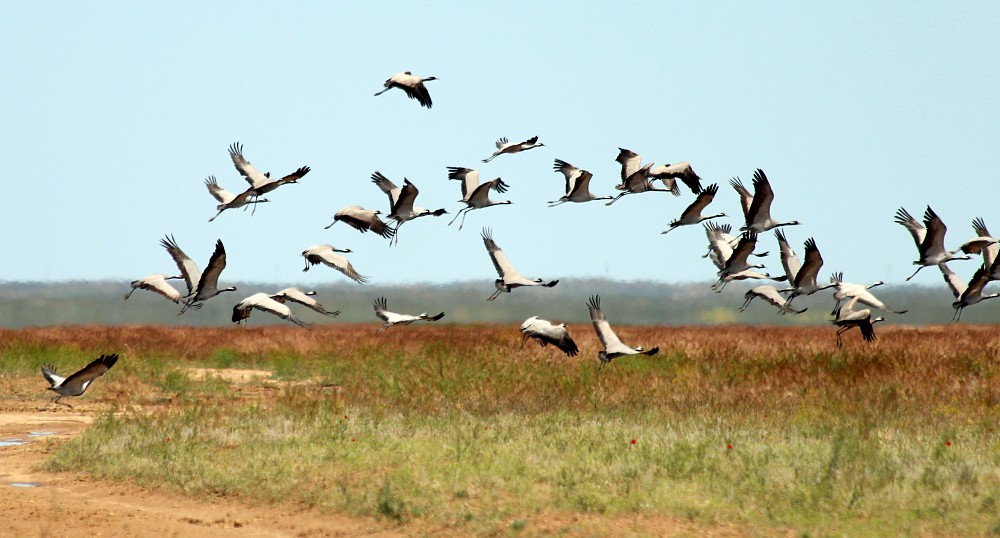 Demoiselle Crane