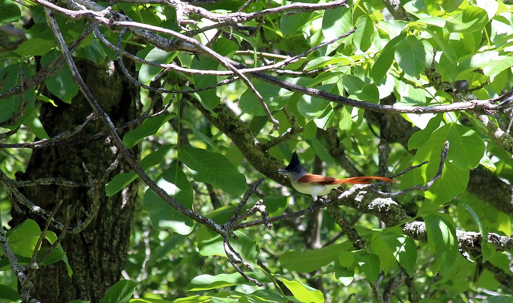 Asian Paradise-Flycatcher