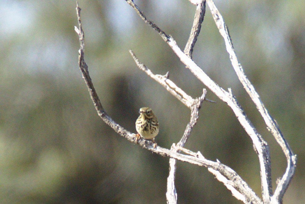 Yellowhammer