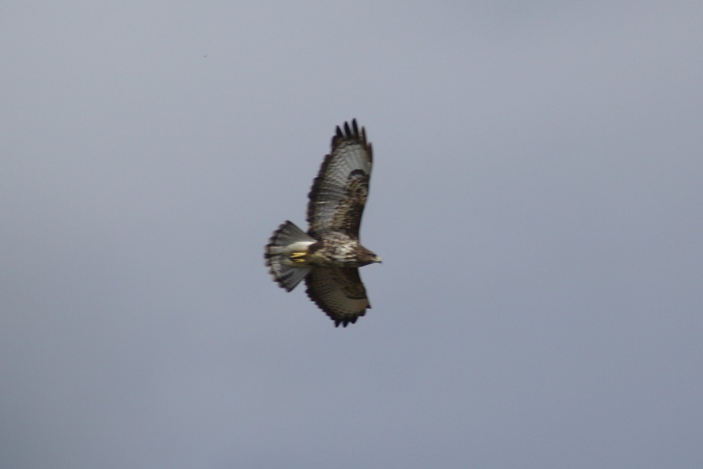 Common Buzzard