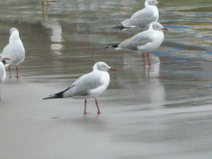 Gray-hooded Gull