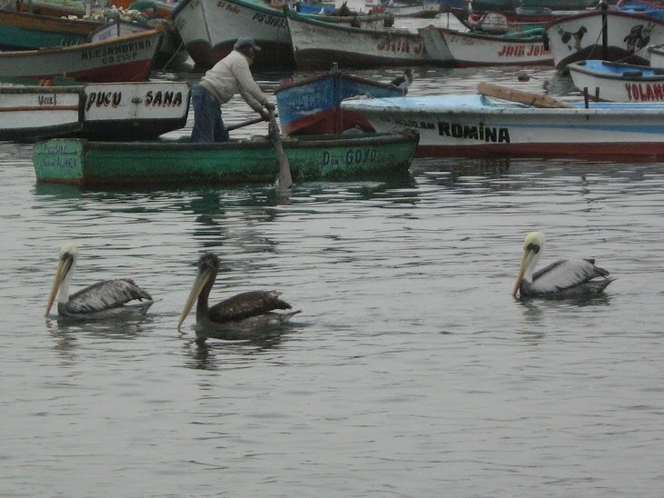 Peruvian Pelican