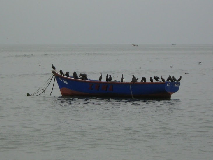 Cormorano neotropicale