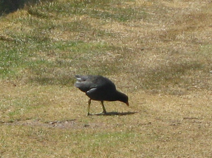 Raqchi, Peru (Peru)