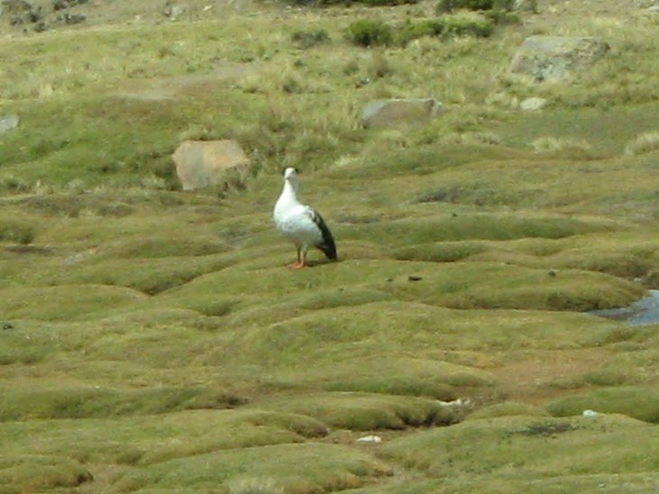 Cauquén guayata