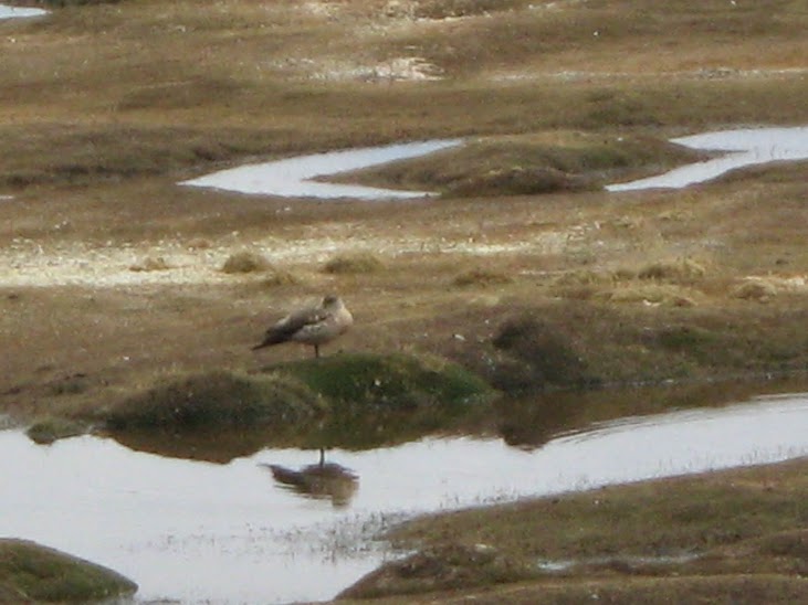 Peru (Perù)