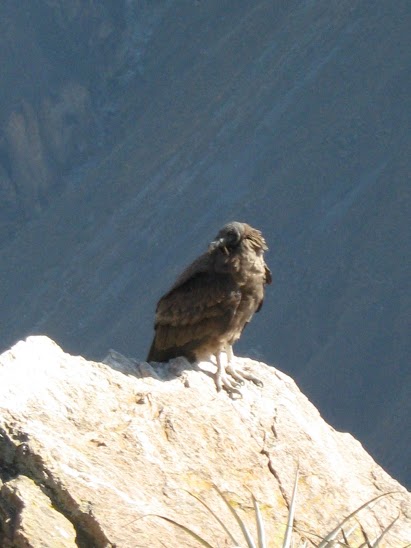 Condor des Andes