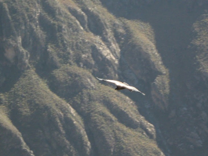 Condor-dos-andes