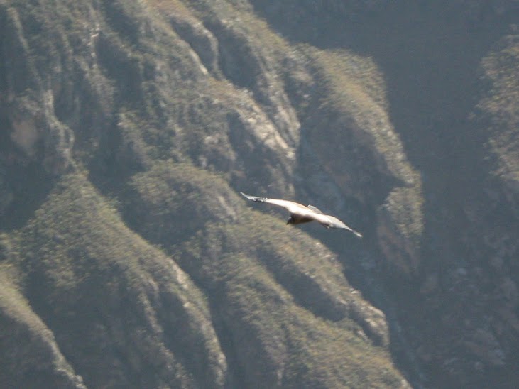 Condor des Andes