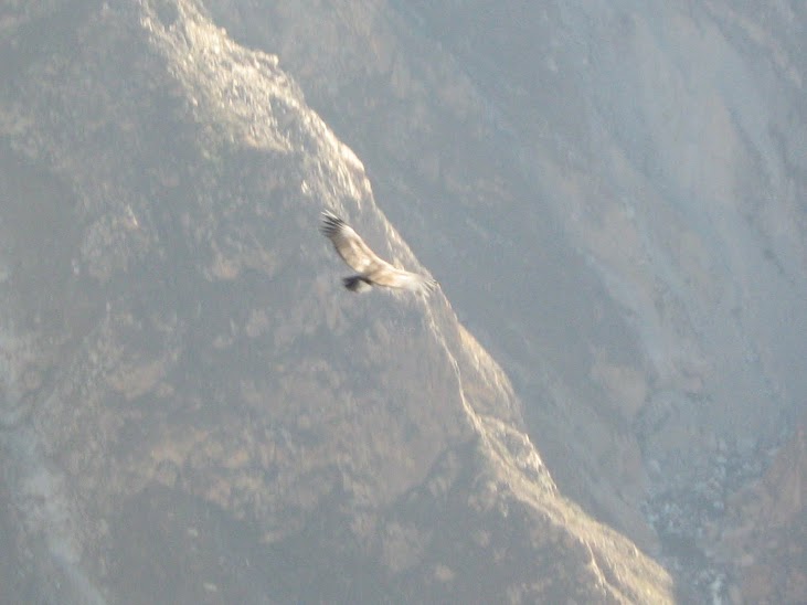 Condor des Andes