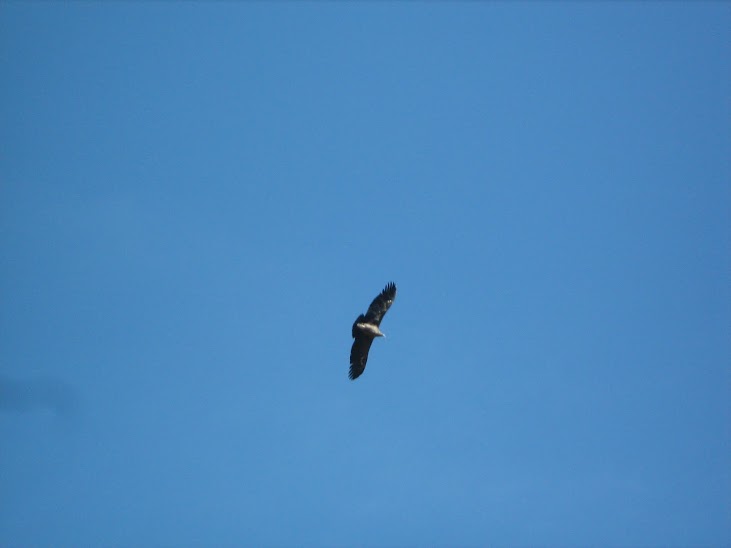 Andean Condor