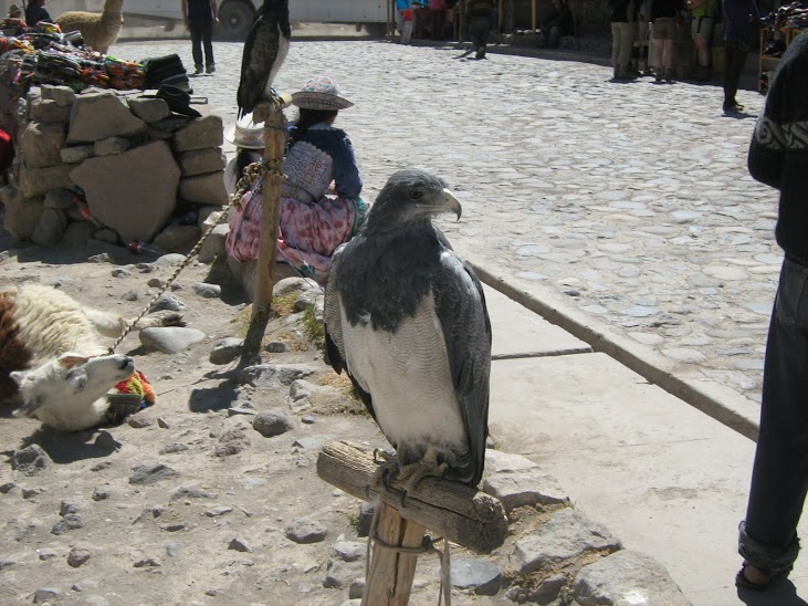 Black-chested Buzzard-Eagle