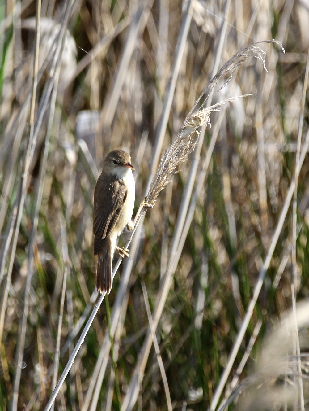 Lagune de Gallocanta (Spain)