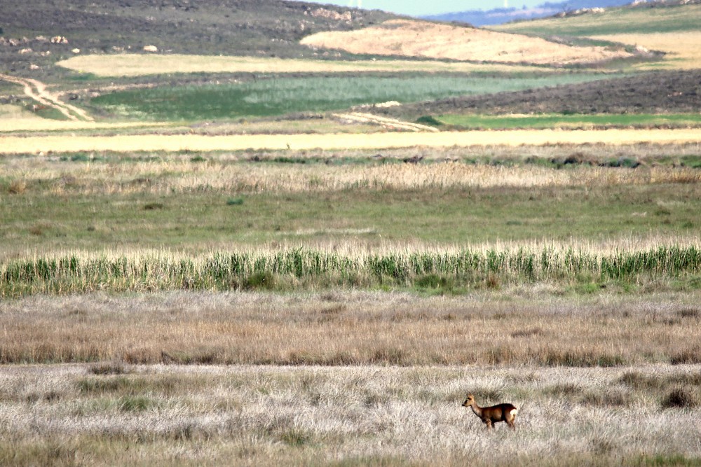 Lagune de Gallocanta (西班牙)