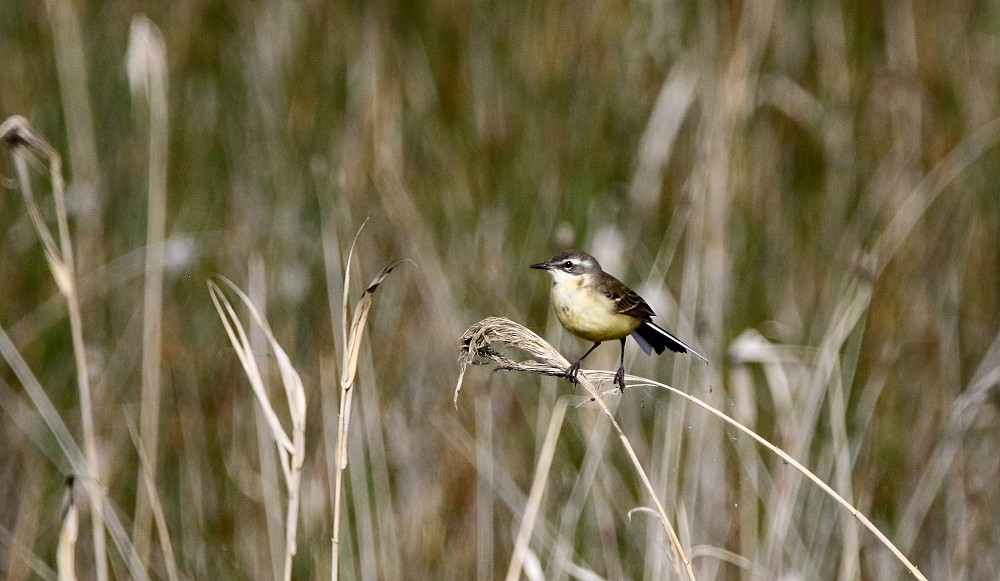 Lagune de Gallocanta (Spain)