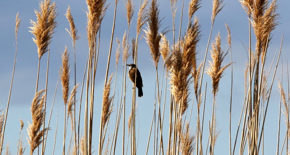 Parc Naturel Torreblanca (Spain)