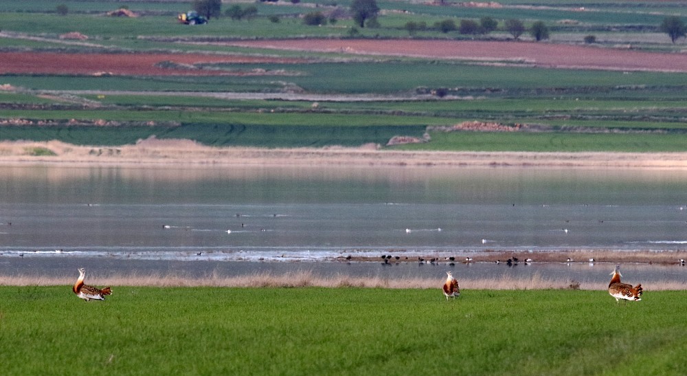 Lagune de Gallocanta (Spain)