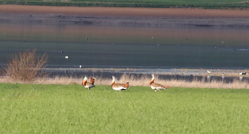 Lagune de Gallocanta (Spain)