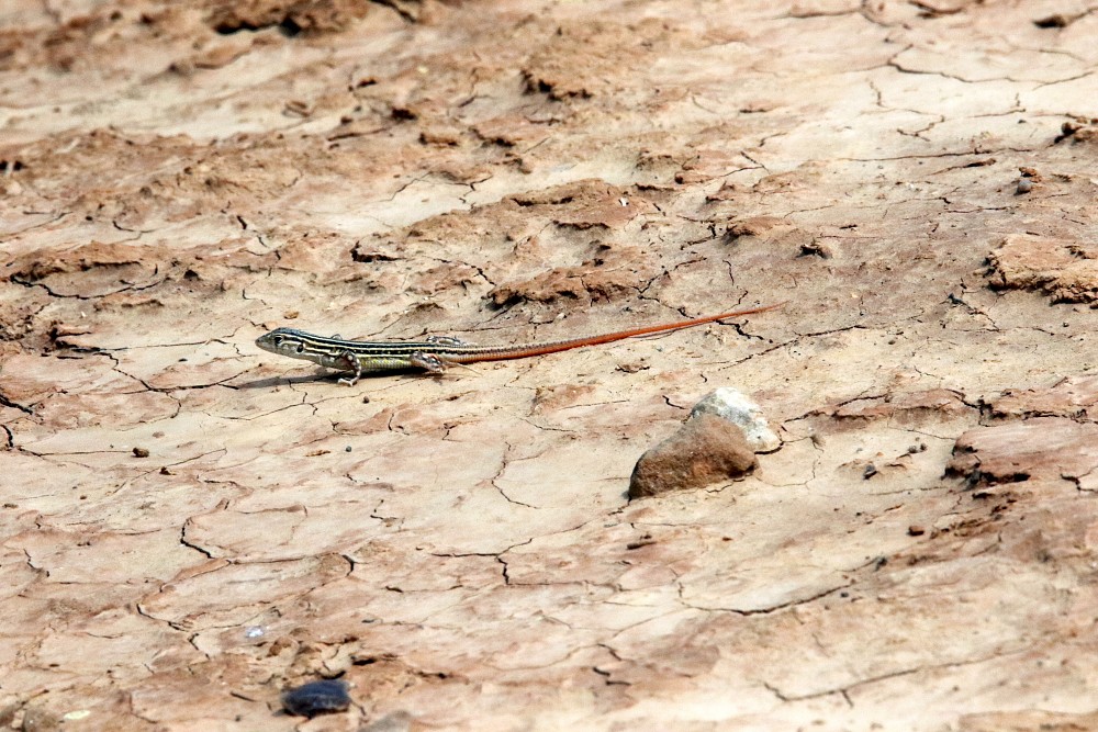 El Planeron (Spain)