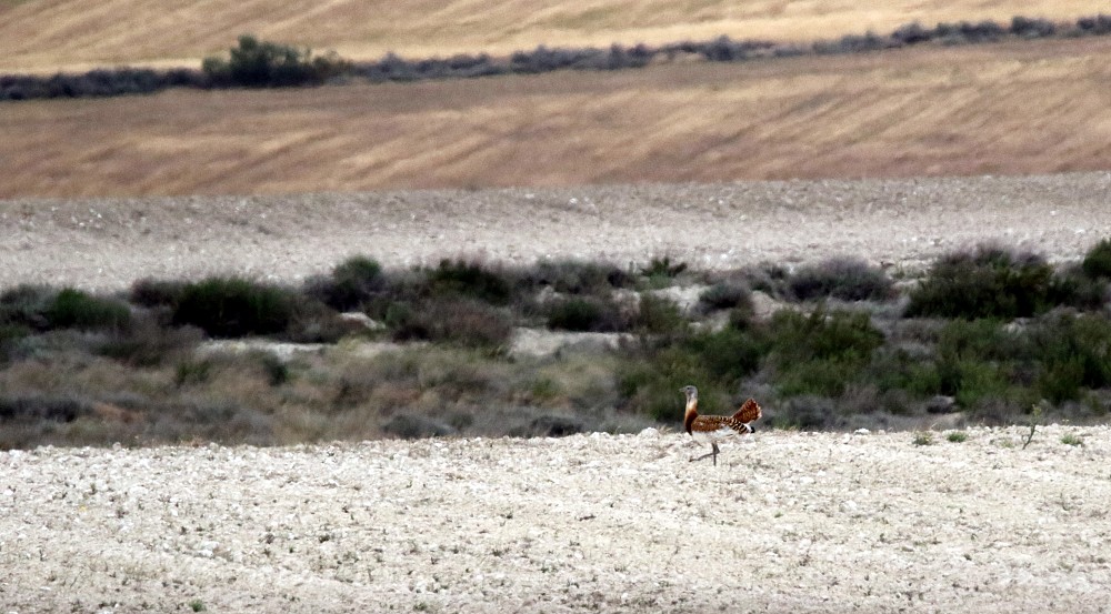 Great Bustard